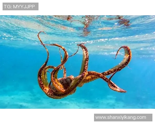 章鱼为何成为足球明星的代名词揭示了背后的故事与传奇